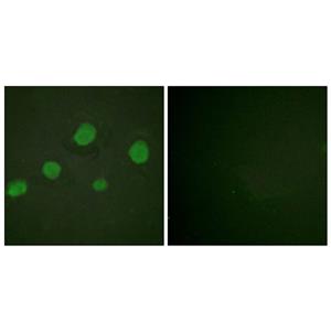 GATA-3 (phospho Ser308)兔多抗,GATA-3 (phospho Ser308) Rabbit Polyclonal Antibody