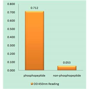 GATA-4 (phospho Ser105)兔多抗,GATA-4 (phospho Ser105) Rabbit Polyclonal Antibody