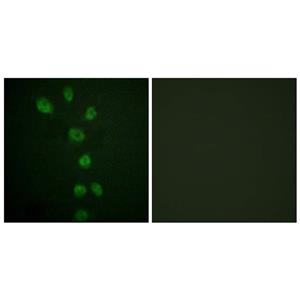 GATA-4 (phospho Ser105)兔多抗,GATA-4 (phospho Ser105) Rabbit Polyclonal Antibody