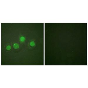 GATA-4 (phospho Ser262)兔多抗,GATA-4 (phospho Ser262) Rabbit Polyclonal Antibody