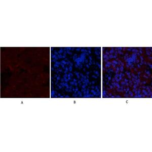 GSK3β (phospho Ser9)兔多抗,GSK3β (phospho Ser9) Rabbit Polyclonal Antibody