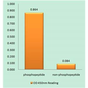 Histone H2A.X (phospho Ser139)兔多抗,Histone H2A.X (phospho Ser139) Rabbit Polyclonal Antibody