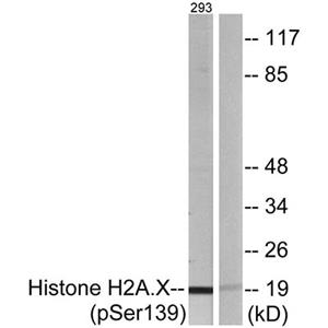 Histone H2A.X (phospho Ser139)兔多抗,Histone H2A.X (phospho Ser139) Rabbit Polyclonal Antibody