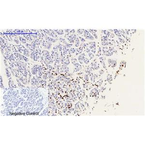 Histone H2A.X (phospho Ser139)兔多抗,Histone H2A.X (phospho Ser139) Rabbit Polyclonal Antibody