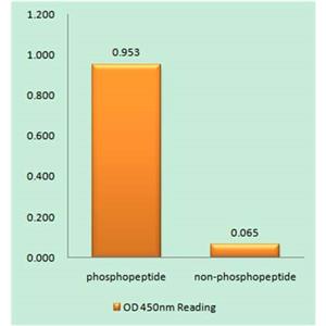 Hrs (phospho Tyr334)兔多抗,Hrs (phospho Tyr334) Rabbit Polyclonal Antibody