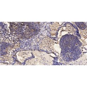 IRF-7 (phospho-Ser477) 兔多抗,IRF-7 (phospho-Ser477)  Rabbit Polyclonal Antibody