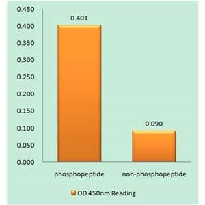 IRS-1 (phospho Ser323)兔多抗,IRS-1 (phospho Ser323) Rabbit Polyclonal Antibody
