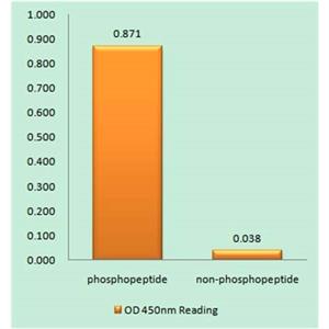 JAK2 (phospho Tyr221)兔多抗,JAK2 (phospho Tyr221) Rabbit Polyclonal Antibody