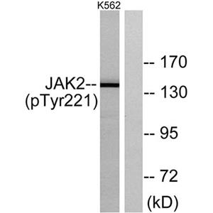 JAK2 (phospho Tyr221)兔多抗,JAK2 (phospho Tyr221) Rabbit Polyclonal Antibody