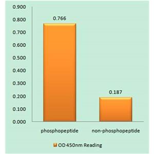 JAK2 (phospho Tyr570)兔多抗,JAK2 (phospho Tyr570) Rabbit Polyclonal Antibody