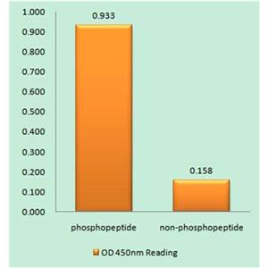 JAK2 (phospho Tyr931)兔多抗,JAK2 (phospho Tyr931) Rabbit Polyclonal Antibody
