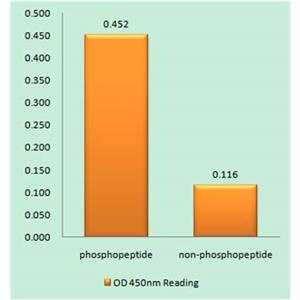 Lamin A/C (phospho Ser392)兔多抗,Lamin A/C (phospho Ser392) Rabbit Polyclonal Antibody