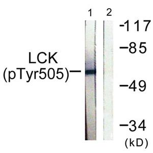 Lck (phospho Tyr505)兔多抗,Lck (phospho Tyr505) Rabbit Polyclonal Antibody