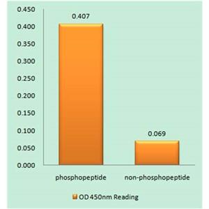 LKB1 (phospho Ser334)兔多抗,LKB1 (phospho Ser334) Rabbit Polyclonal Antibody