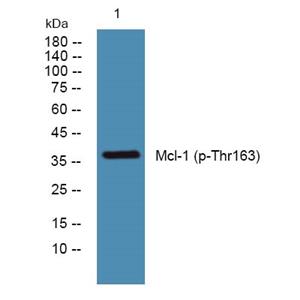 Mcl-1 (phospho-Thr163) 兔多抗,Mcl-1 (phospho-Thr163)  Rabbit Polyclonal Antibody