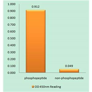 MEK-1 (phospho Thr292)兔多抗,MEK-1 (phospho Thr292) Rabbit Polyclonal Antibody