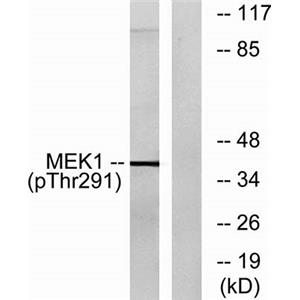 MEK-1 (phospho Thr292)兔多抗,MEK-1 (phospho Thr292) Rabbit Polyclonal Antibody