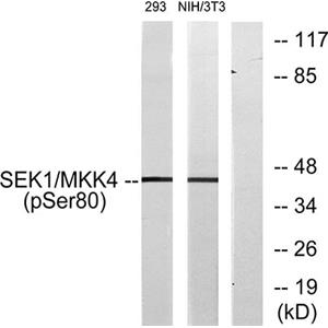 MEK-4 (phospho Ser80)兔多抗,MEK-4 (phospho Ser80) Rabbit Polyclonal Antibody