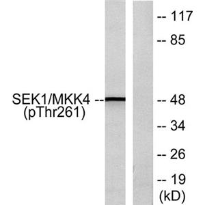 MEK-4 (phospho Thr261)兔多抗,MEK-4 (phospho Thr261) Rabbit Polyclonal Antibody