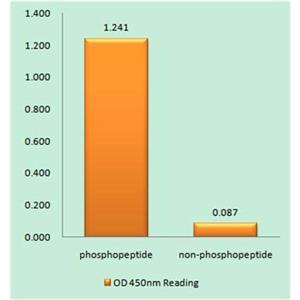 Met (phospho Tyr1234)兔多抗,Met (phospho Tyr1234) Rabbit Polyclonal Antibody