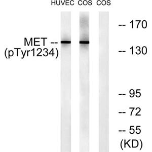 Met (phospho Tyr1234)兔多抗,Met (phospho Tyr1234) Rabbit Polyclonal Antibody