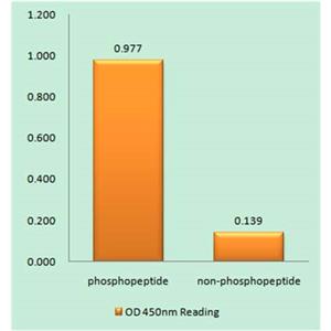 MKP-1 (phospho Ser359)兔多抗,MKP-1 (phospho Ser359) Rabbit Polyclonal Antibody