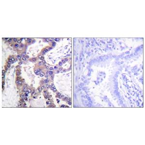 MKP-1 (phospho Ser359)兔多抗,MKP-1 (phospho Ser359) Rabbit Polyclonal Antibody