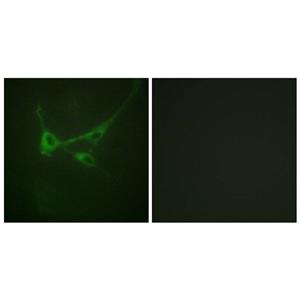 mTOR (phospho Ser2481)兔多抗,mTOR (phospho Ser2481) Rabbit Polyclonal Antibody