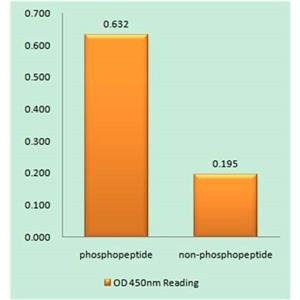 Myt 1 (phospho Ser83)兔多抗,Myt 1 (phospho Ser83) Rabbit Polyclonal Antibody