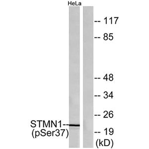 Op18 (phospho Ser38)兔多抗,Op18 (phospho Ser38) Rabbit Polyclonal Antibody
