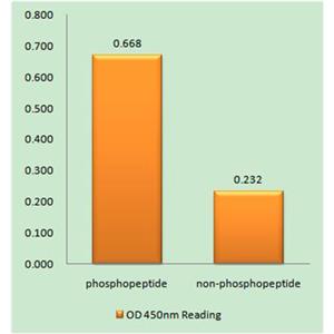 p53 (phospho Ser376)兔多抗,p53 (phospho Ser376) Rabbit Polyclonal Antibody
