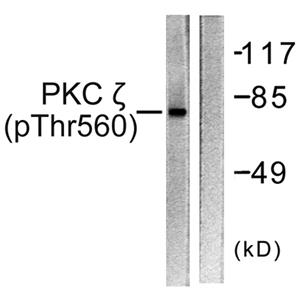 PKC ζ (phospho Thr560)兔多抗,PKC ζ (phospho Thr560) Rabbit Polyclonal Antibody