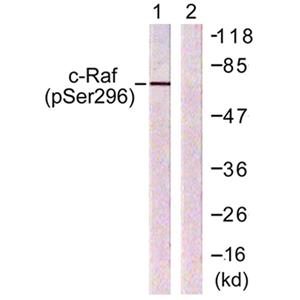 Raf-1 (phospho Ser296)兔多抗,Raf-1 (phospho Ser296) Rabbit Polyclonal Antibody