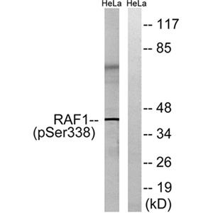 Raf-1 (phospho Ser338)兔多抗,Raf-1 (phospho Ser338) Rabbit Polyclonal Antibody