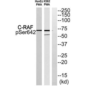 Raf-1 (phospho Ser642)兔多抗,Raf-1 (phospho Ser642) Rabbit Polyclonal Antibody