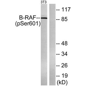 Raf-B (phospho Ser602)兔多抗,Raf-B (phospho Ser602) Rabbit Polyclonal Antibody