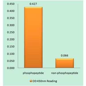 Ribosomal Protein S6 (phospho Ser235)兔多抗,Ribosomal Protein S6 (phospho Ser235) Rabbit Polyclonal Antibody
