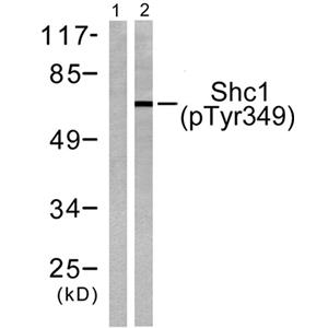 Shc (phospho Tyr349)兔多抗,Shc (phospho Tyr349) Rabbit Polyclonal Antibody