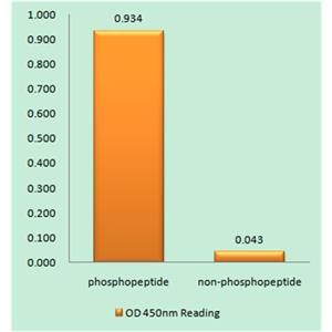 TACE (phospho Thr735)兔多抗,TACE (phospho Thr735) Rabbit Polyclonal Antibody