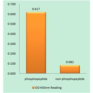 Thymidine Kinase (phospho Ser13)兔多抗,Thymidine Kinase (phospho Ser13) Rabbit Polyclonal Antibody