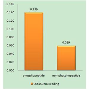 TIP60 (phospho Ser90)兔多抗,TIP60 (phospho Ser90) Rabbit Polyclonal Antibody