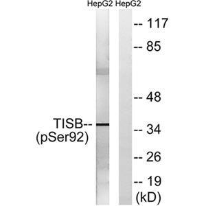 TIS11B (phospho Ser92)兔多抗,TIS11B (phospho Ser92) Rabbit Polyclonal Antibody