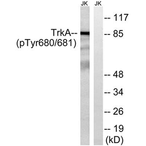 Trk A (phospho Tyr680/Y681)兔多抗,Trk A (phospho Tyr680/Y681) Rabbit Polyclonal Antibody