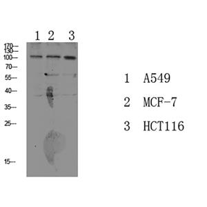 Na+/K+-ATPase α1 (Phospho-Tyr260)兔多抗,Na+/K+-ATPase α1 (Phospho-Tyr260) Rabbit Polyclonal Antibody