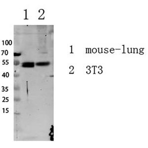 Smad3 (Phospho-Ser213)兔多抗,Smad3 (Phospho-Ser213) Rabbit Polyclonal Antibody