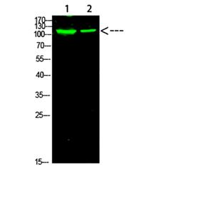 PARP-1 (Acetyl-K521)兔多抗,PARP-1 (Acetyl-K521) Rabbit Polyclonal Antibody