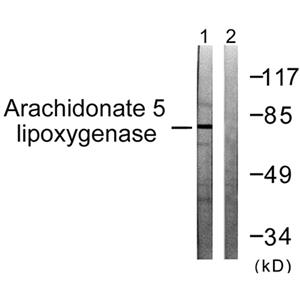 5-LO兔多抗,5-LO Rabbit Polyclonal Antibody