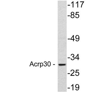 Acrp30兔多抗,Acrp30 Rabbit Polyclonal Antibody
