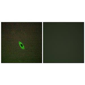 Granzyme A兔多抗,Granzyme A Rabbit Polyclonal Antibody