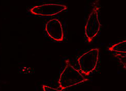 DiI（细胞膜橙红色荧光探针）,DiI Membrane Probe (Orange-Red)